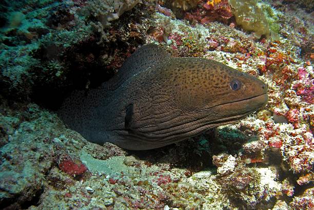istock Giant moray eel, Baa Atoll, Indian Ocean, Maldives 2215204147