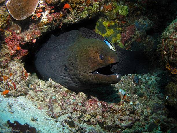 istock Giant moray eel, Baa Atoll, Indian Ocean, Maldives 2215204432