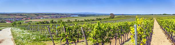 istock Sunny vineyard landscape with view over Nierstein and rhine river 2215204489
