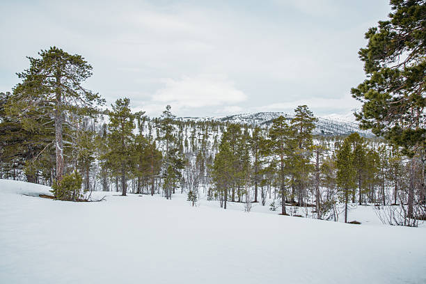 Tranquil frozen forest with snow-laden pines under a cloudy sky. Serene winterscape showcasing nature's quiet beauty. Perfect for seasonal or nature-themed projects.