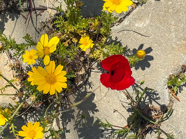 Yellow Daisy flower and red poppy on road