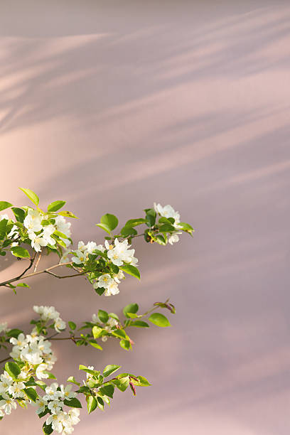 Spring blossoms on a soft pink background for floral themed designs