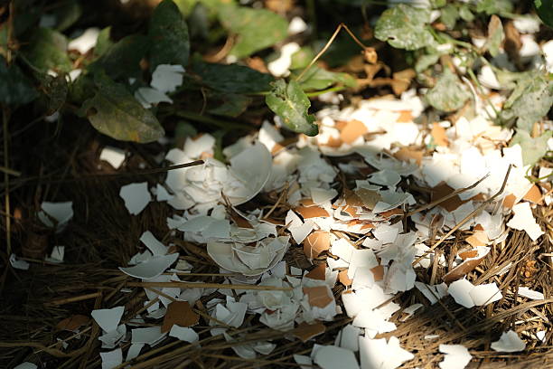 Eggshell Mulch in a Garden. Crushed eggshells scattered as mulch in a garden bed. A sustainable and organic gardening method that helps improve soil health and deter pests naturally. Perfect for content on eco friendly gardening tips and DIY soil improvement. High quality photo