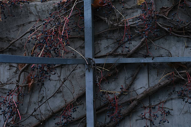 A moody composition featuring dark blue berries and intertwined ivy vines against a weathered metal fence. The subdued tones create a rustic and slightly mysterious ambiance