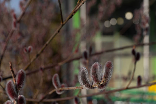 A detailed view of pussy willow branches with soft, fluffy buds. This image is ideal for spring-themed designs, Easter decorations, floral arrangements, and botanical articles.