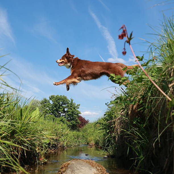 Energetic Jack Russell Terrier Dog Flying In The Sky With Clouds Behind and Houses Below.