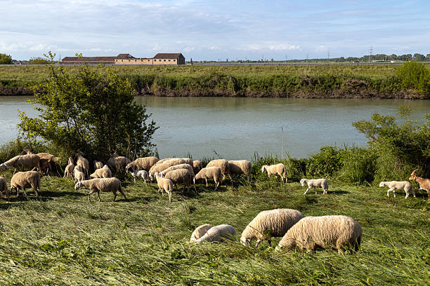 Sheep and lambs grazing on fresh grass by the Brenta River in the countryside of Padua, Veneto, Italy