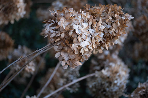 istock Dried hydrangea bush with clusters of faded blossoms creating a natural and textured pattern. The flowers have warm brown hues 2215213071