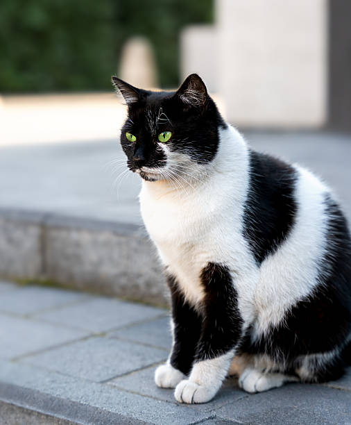 istock Beautiful black and white cat sits on the asphalt. Close-up. Selective focus. 2215213985