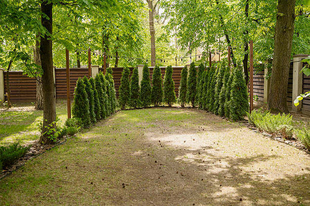 Well groomed green conical thuja coniferous trees in garden.There are also tall pine trees growing. There is a high fence in the background. High quality photo