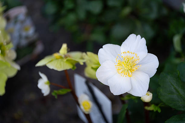 istock A delicate white flower with a bright yellow center in full bloom, set against a softly blurred natural background. 2215214823
