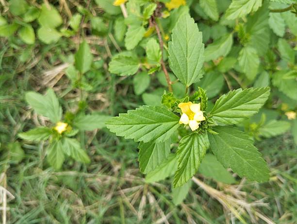 istock Threelobe false mallow plant (Malvastrum coromandelianum) in outdoor garden 2215215151