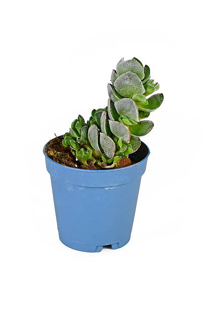 istock Potted 'Crassula jade Tower' succulent plant 2215215451