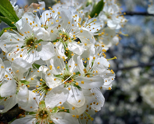 Apple-tree flowers .