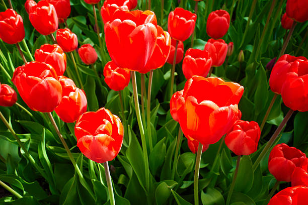 Many red tulips close-up side view. Floral background with spring bulbous flowers. Mixed red tulips field banner with copy space. An abundance of red flowers.