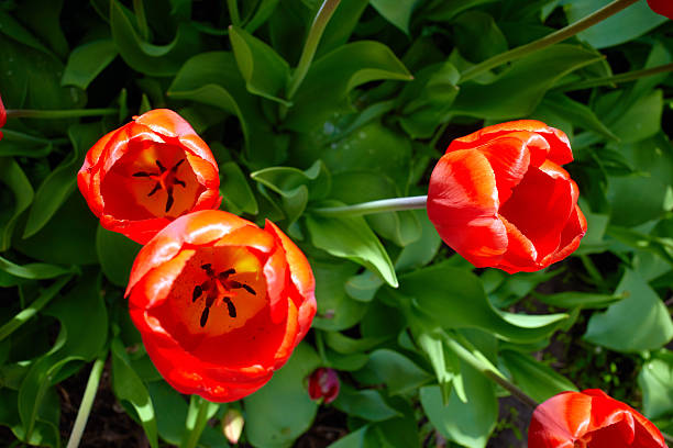 Many red tulips close-up above view. Floral background with spring bulbous flowers. Mixed red tulips field banner with copy space. An abundance of red flowers.