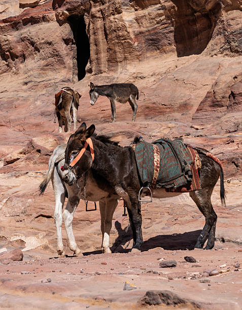 istock Donkeys and mules rest on rocky slope by trail the The Monastery 2215216807