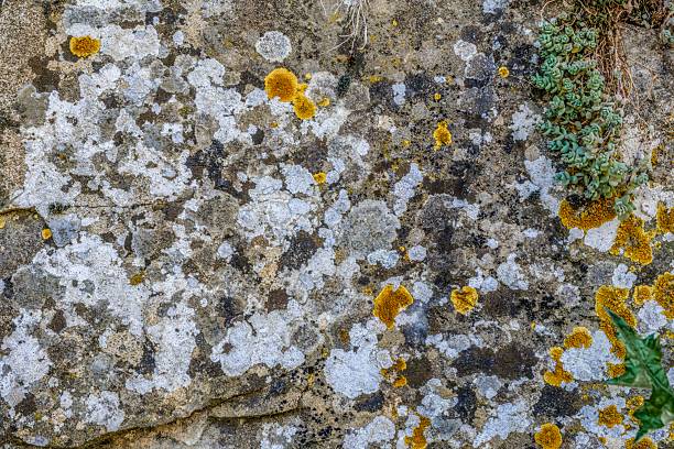 Ancient stone wall texture with moss and lichens. Weathered rock surface featuring green moss and colorful lichens. Perfect for backgrounds and design projects.