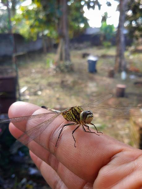 Nature's tiny helicopter, dragonfly landing on woman's hand