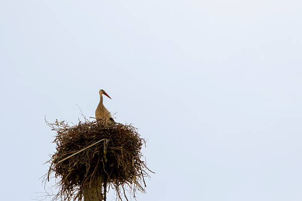 istock White stork standing in nest on top of utility pole 2215219328