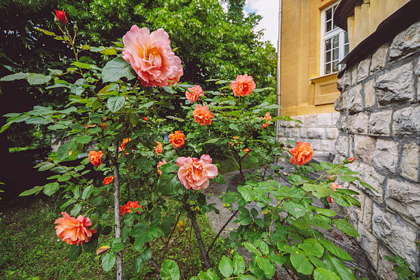Flowers in the garden