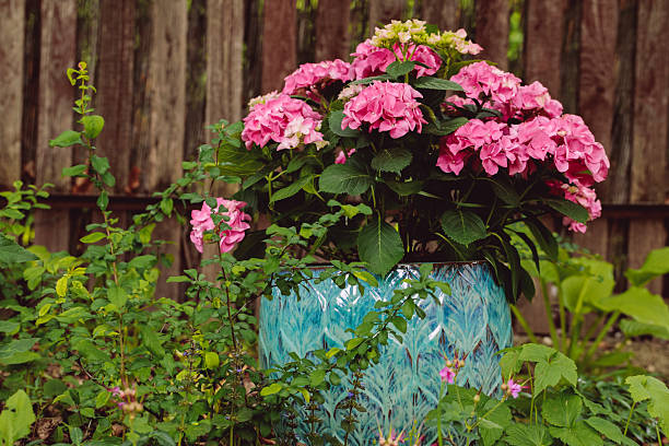 Flowes in the garden