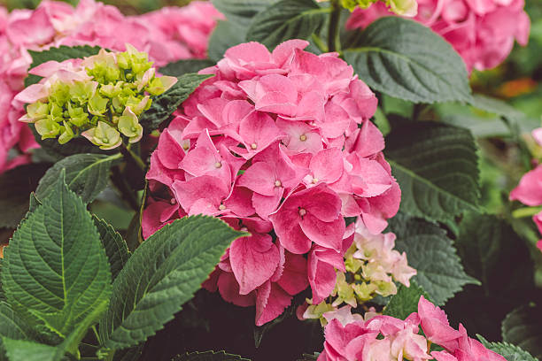 Flowes in the garden