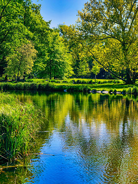 Tranquil Pond Surrounded by Lush Green Trees and Vegetation, Reflecting the Natural Beauty and Serenity of a Peaceful Park Setting, Ideal for Relaxation and Nature Appreciation