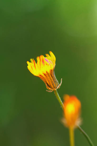 Close-up of wild summer flowers of hieracium aurantiacum