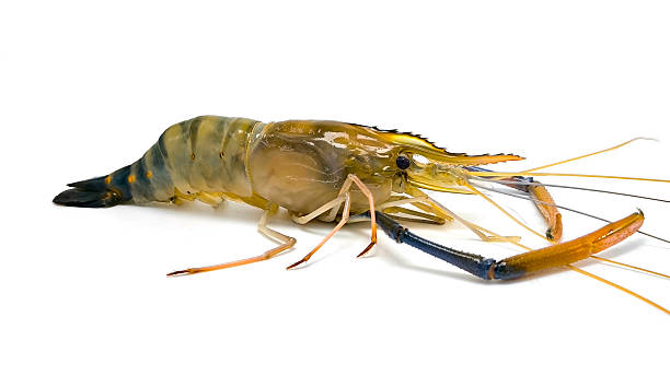 istock Fresh river prawns isolated on white background. Big freshwater prawns. River prawns for cooking. 2215229336