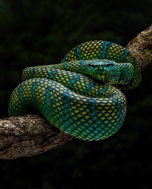 istock Bornean keeled green pit viper 2215231595