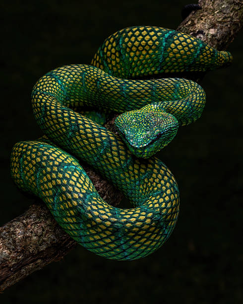 Bornean keeled green pit viper