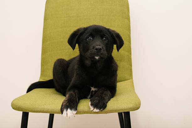 istock Black Puppy Sitting On Green Chair 2215232529