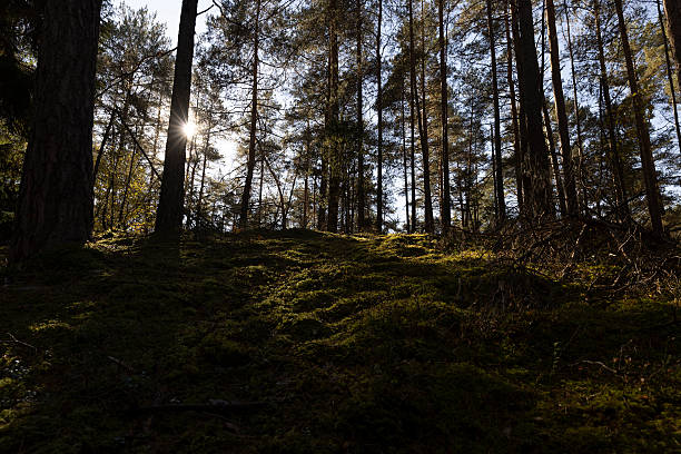 istock tall trees in Indian summer in the wild forest,Deep shadows on the ground 2215234579
