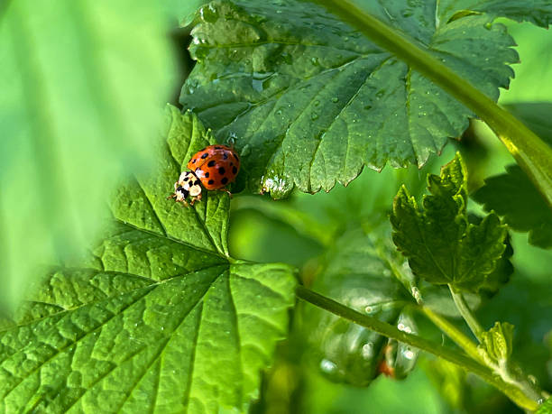 istock Ladybug on a green blackcurrant leaf after rain in spring. 2215235320