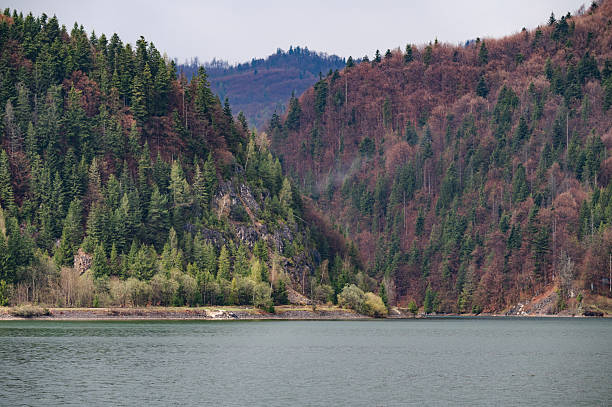 A serene lakeside scene featuring dense evergreen trees along the shore and a sloping mountainside in the background. Power lines ascend the green hill, contrasting nature with subtle infrastructure elements in this peaceful landscape.