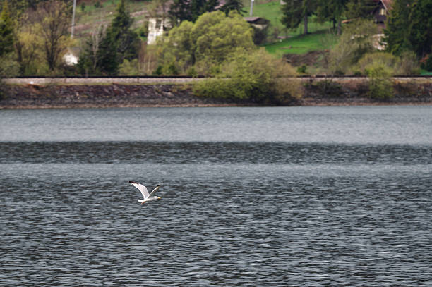 A lone seagull glides low over a tranquil lake, its wings extended against the soft ripples of the water. The distant shoreline features lush green trees and rural houses, suggesting a peaceful natural retreat. The overcast light adds a calm and serene mood to the composition.