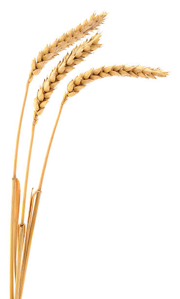 istock Ears of wheat. 2215236548