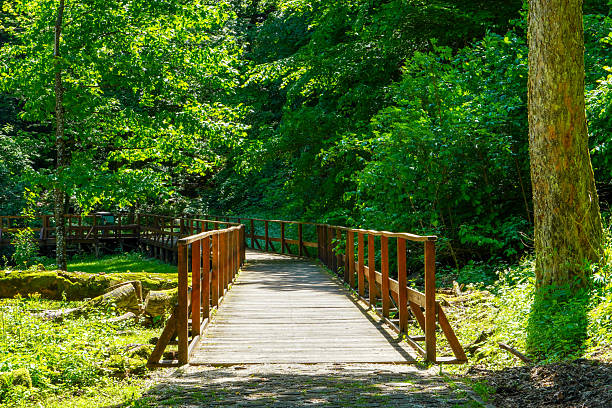 istock Forest trees near the bridge. 2215238320