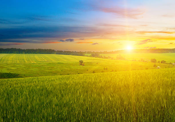 wheat field nature scenery in summer field. Agricultural scene at beautiful sunset.