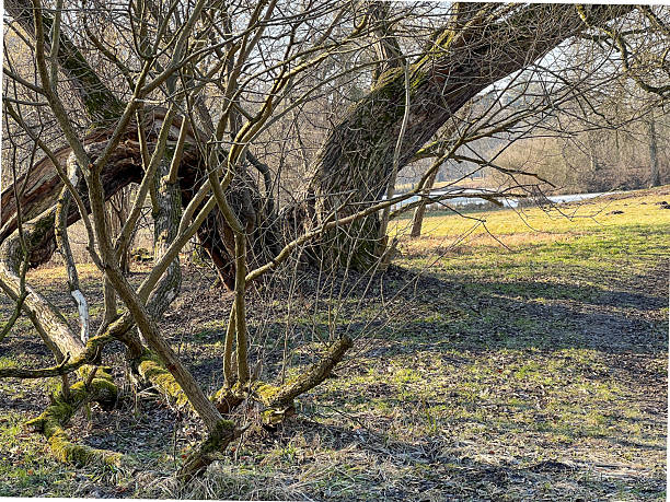 An old willow with interestingly shaped branches growing by a pond in Swierklaniec park in Poland.
