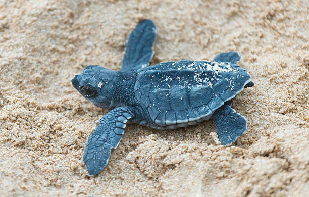 istock A turtle hatched from an egg crawls along the sand towards the ocean 2215240406