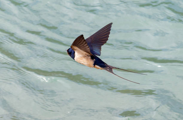 istock A swallow bird flies over the water. 2215241296