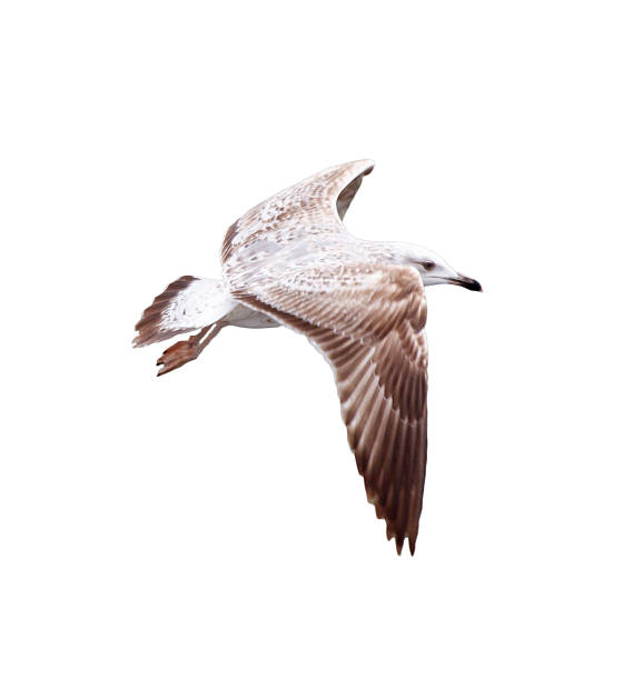 istock Seagull bird in flight isolated on white background 2215241326