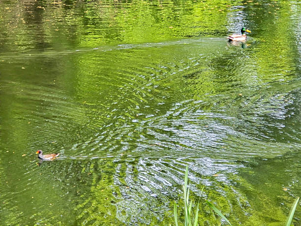 A group of wild ducks gliding on a quiet pond surrounded by nature. Perfect for themes of wildlife, waterfowl, ecology, and natural landscapes.