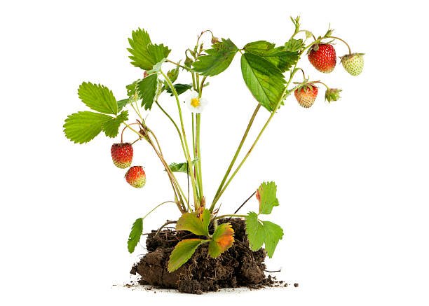 istock Strawberry plant 2215243060