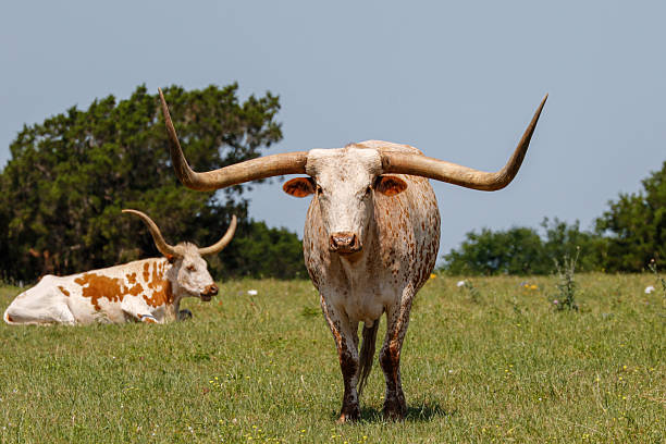 istock Two Texas longhorn cattle in the grass 2215243207