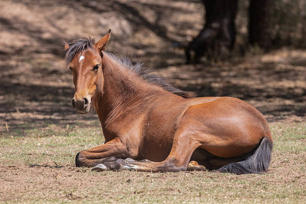 istock A Salt River wild horse after rolling in the grass 2215243208