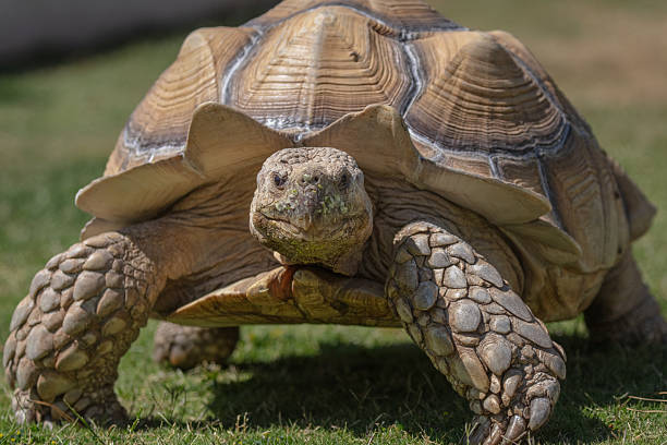 istock Desert tortoise standing up in the grass 2215243221