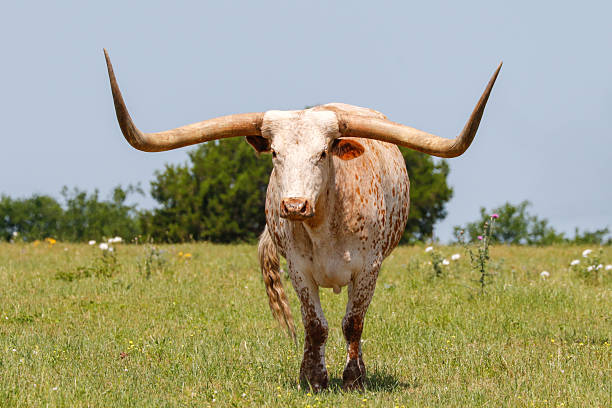 istock Large Texas Longhorn bull staring at the camera 2215243243